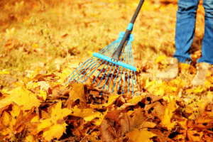 tooth loss central park charles city