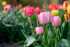 spring cleaning charles city ia